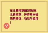 东北黄精草图(探秘东北黄精草：神奇草本植物的特性、功效与应用)