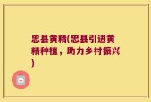 忠县黄精(忠县引进黄精种植，助力乡村振兴)