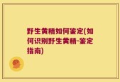 野生黄精如何鉴定(如何识别野生黄精-鉴定指南)