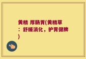 黄精 厚肠胃(黄精草：舒缓消化，护胃健脾)