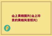 山上黄精图片(山上珍贵的黄精风景照片)
