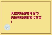 天柱黄精基地育苗忙(天柱黄精基地繁忙育苗)