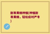 耐寒黄精种植(种植耐寒黄精，轻松应对严冬)