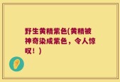 野生黄精紫色(黄精被神奇染成紫色，令人惊叹！)
