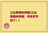 江山黄精树种植(江山黄精树种植：丰收季节到了！)