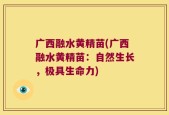广西融水黄精苗(广西融水黄精苗：自然生长，极具生命力)