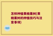 怎样种植黄精果树(黄精果树的种植技巧与注意事项)