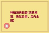 种植滇黄精苗(滇黄精苗：缘起云南，走向全国)