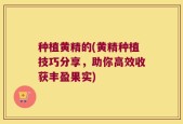 种植黄精的(黄精种植技巧分享，助你高效收获丰盈果实)
