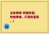 这些黄精 种植致富(种植黄精，打造致富路。)