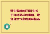 野生黄精的环境(生长于山林草丛的黄精，饱含自然气息的美味佳品)