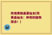 玫瑰黄精桑葚仙女(玫黄桑仙女：神奇的植物组合！)