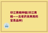 印江黄精种植(印江黄精——古老药食两用的宝贵品种)