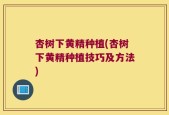 杏树下黄精种植(杏树下黄精种植技巧及方法)