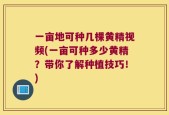 一亩地可种几棵黄精视频(一亩可种多少黄精？带你了解种植技巧！)