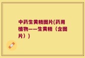 中药生黄精图片(药用植物——生黄精（含图片）)