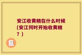 安江收黄精在什么时候(安江何时开始收黄精？)