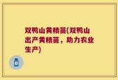 双鸭山黄精苗(双鸭山出产黄精苗，助力农业生产)