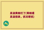 高温黄精烂了(黄精遭高温侵袭，状况堪忧)