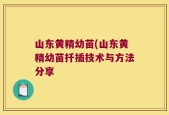 山东黄精幼苗(山东黄精幼苗扦插技术与方法分享