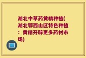 湖北中草药黄精种植(湖北鄂西山区特色种植：黄精开辟更多药材市场)