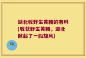 湖北收野生黄精的有吗(收获野生黄精，湖北掀起了一股旋风)