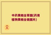 中药黄精全草图(药用植物黄精全貌图片)