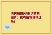滇黄精图片耕(滇黄精图片：稀有植物惊艳绽放)
