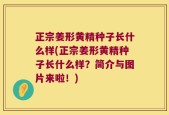 正宗姜形黄精种子长什么样(正宗姜形黄精种子长什么样？简介与图片来啦！)