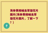 海参黄精蛹虫草雄花片图片(海参黄精蛹虫草雄花片图片，了解一下？)
