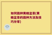 如何栽种黄精盆景(黄精盆景的栽种方法及技巧分享)