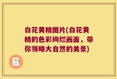 白花黄精图片(白花黄精的色彩绚烂画面，带你领略大自然的美景)