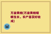 万亩黄精(万亩黄精耀眼生长，农户喜获好收成)
