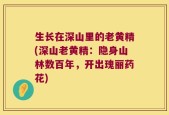 生长在深山里的老黄精(深山老黄精：隐身山林数百年，开出瑰丽药花)