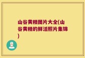山谷黄精图片大全(山谷黄精的鲜活照片集锦)