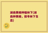 湖南黄精种植林下(湖南种黄精，探寻林下生态)
