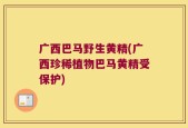 广西巴马野生黄精(广西珍稀植物巴马黄精受保护)