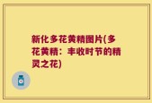 新化多花黄精图片(多花黄精：丰收时节的精灵之花)