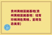 贵州黄精苗圃基地(贵州黄精苗圃基地：培育珍稀濒危黄精，呈现生态美景)