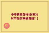 冬季黄精怎样找(寒冷时节如何采摘黄精？)
