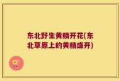 东北野生黄精开花(东北草原上的黄精盛开)