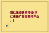 铜仁生态黄精种植(铜仁市推广生态黄精产业。)