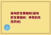 缅甸野生黄精树(缅甸野生黄精树：神奇的天然药材)