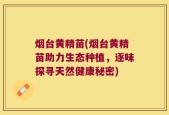烟台黄精苗(烟台黄精苗助力生态种植，逐味探寻天然健康秘密)