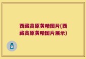 西藏高原黄精图片(西藏高原黄精图片展示)