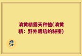 滇黄精露天种植(滇黄精：野外栽培的秘密)