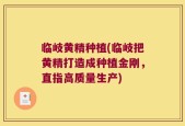 临岐黄精种植(临岐把黄精打造成种植金刚，直指高质量生产)