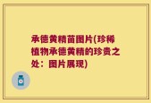 承德黄精苗图片(珍稀植物承德黄精的珍贵之处：图片展现)