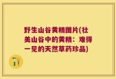 野生山谷黄精图片(壮美山谷中的黄精：难得一见的天然草药珍品)