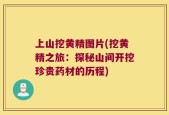 上山挖黄精图片(挖黄精之旅：探秘山间开挖珍贵药材的历程)